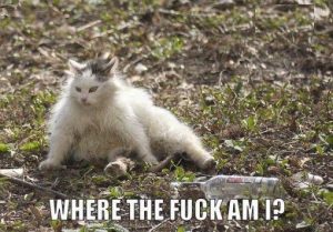 Cat Wakes Up After All Night Drinking Binge