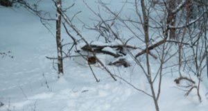 Her Dad Found A Box In The Snow. Nothing Could Prepare Them For What Was In It.