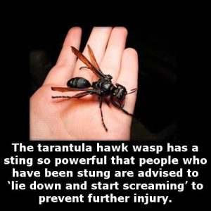I would not want to be stung by that
