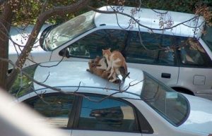 These cats know how to party