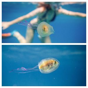 A Fish Trapped Inside A Jellyfish