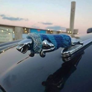 Animal Care Is Important