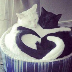 Ying-Yang Of Love