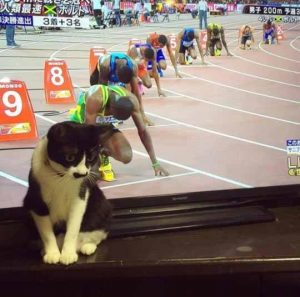 Ready, Set, Cat!