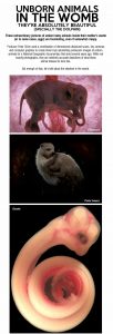 12 Unborn Animals In The Womb