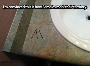 Female Territory
