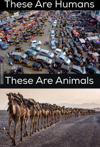 Don't be like humans, be like animals... 'Think'