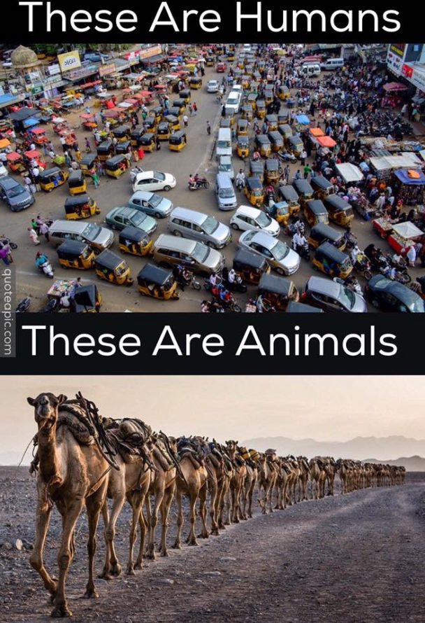 Don't be like humans, be like animals... 'Think'