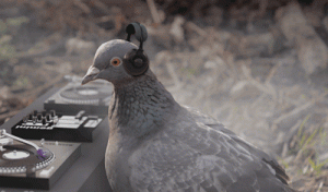 DJ Pigeon