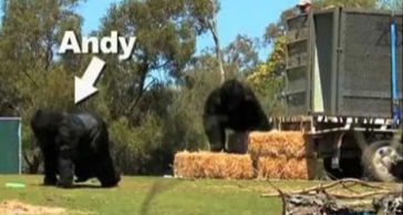 These Guys Trick A Whole Crowd In The Zoo Into Thinking They Are Real Gorillas Until...