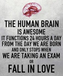 How The Human Brain Usually Works