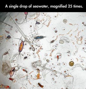 No Wonder I Always Feel Itchy When I Go To The Sea