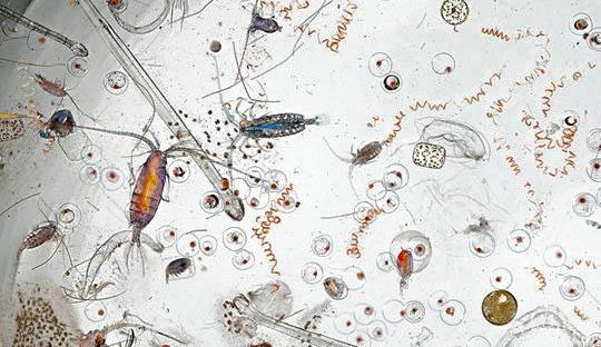 No Wonder I Always Feel Itchy When I Go To The Sea