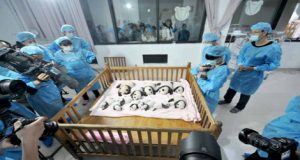 Looking After Baby Pandas: The Best Job In The World…