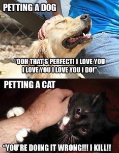 The Difference Between Petting A Dog And Petting A Cat