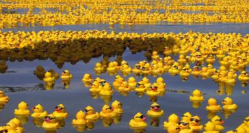 Thousands Of Rubber Ducks To Land On Shores After 15 Year Journey