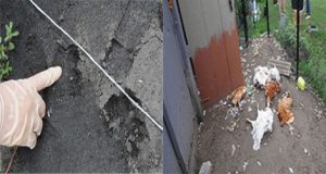 ‘Mysterious Predator’ Wipes Out A Chickens Farm In Russian Village