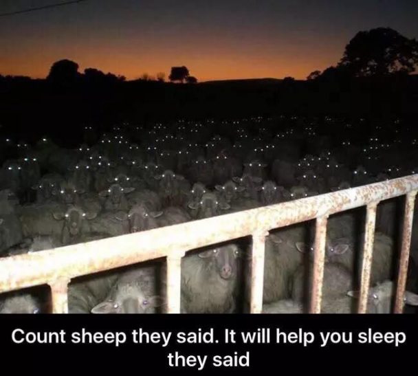 Count The Sheep They Said