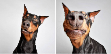Shelter Puts Dogs In A Photo Booth To Get Them Adopted, And The Results Are All That!