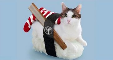Sushi Cats: Adorable Collection Of Magical Felines Resting On Sushi Rice