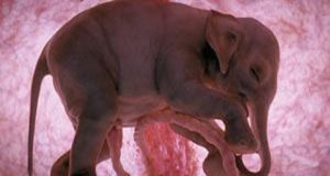 12 Unborn Animals In The Womb