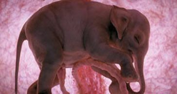 12 Unborn Animals In The Womb