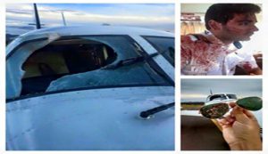 What Happens When A Vulture Hits An Aircraft During Flight