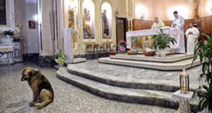 We all know dogs are loyal, but this is so moving