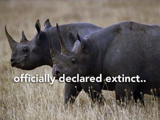 Somehow We Managed To Kill Them All