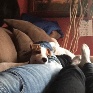This Dogs Smile