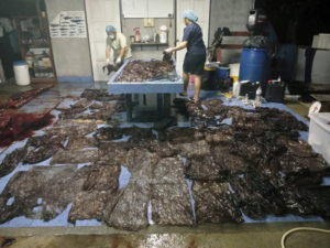 Heartbreaking Pictures Show 80 Plastic Bags Weighing 8KG Pulled From The Stomach Of Deal Whale