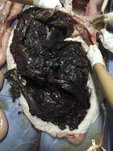 Heartbreaking Pictures Show 80 Plastic Bags Weighing 8KG Pulled From The Stomach Of Deal Whale