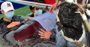 Heartbreaking Pictures Show 80 Plastic Bags Weighing 8KG Pulled From The Stomach Of Deal Whale