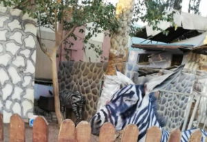 Egyptian Zoo Paints Donkey With Black Stripes, Tries To Pass It Off As Zebra
