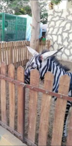 Egyptian Zoo Paints Donkey With Black Stripes, Tries To Pass It Off As Zebra