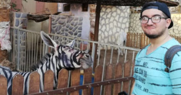 Egyptian Zoo Paints Donkey With Black Stripes, Tries To Pass It Off As Zebra