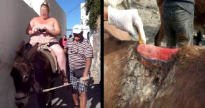 Donkeys Crippled For Carrying Tourists Who Are 'Too Fat' Around Greek Island 'Santorini'