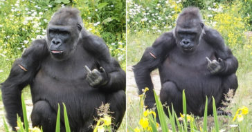 This Gorilla Greets Visitors At Bristol Zoo With A Special Gesture