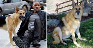 Abby, The Dog From 'I Am Legend', Is Now 13 And Still A Good Girl
