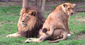 Lioness Tries To Grab The Attention Of Potential Mate By Sitting On Him But He Ignores Her