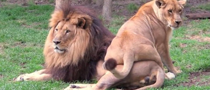 Lioness Tries To Grab The Attention Of Potential Mate By Sitting On Him But He Ignores Her
