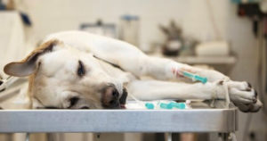 Vet Reveals Devastating Thing Pets Do In Their Final Moments Before Their Put Down