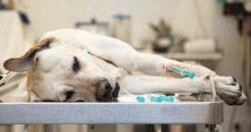 Vet Reveals Devastating Thing Pets Do In Their Final Moments Before Their Put Down