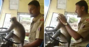 Bus Driver Gets Suspended After Letting A Monkey Drive The Bus