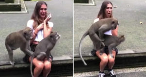 These Monkeys Have Sex While Standing On Woman's Knee In Bali Forest