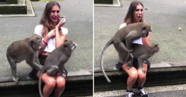 These Monkeys Have Sex While Standing On Woman's Knee In Bali Forest