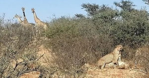 Cheetahs Spotted Having A Threesome While Giraffes Trying To Get A Look