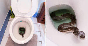 Man Found Huge Python Relaxing In His Toilet