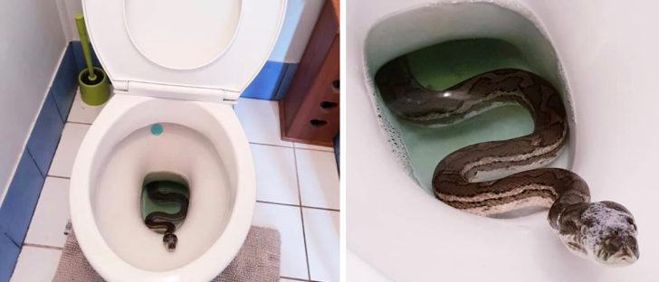 Man Found Huge Python Relaxing In His Toilet
