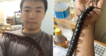 Student Lovingly Bonds With His 43cm Venomous Pet Centipede, Makes Your Skin Crawl
